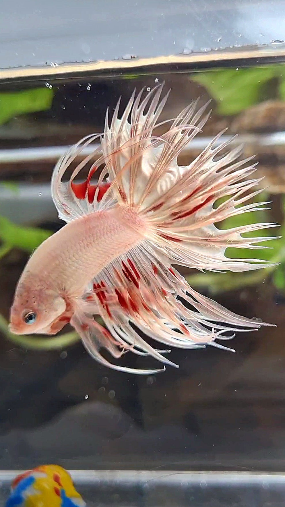 LUXURY CROWNTAIL GOLD ARMAGEDDON BETTA FISH