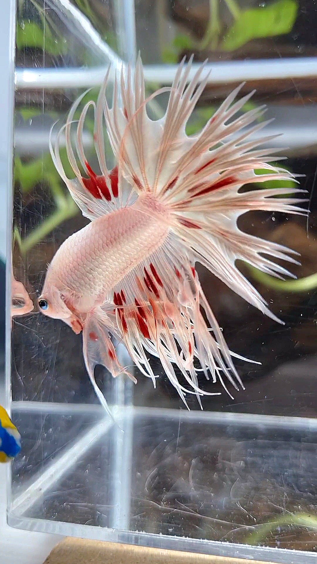 LUXURY CROWNTAIL GOLD ARMAGEDDON BETTA FISH