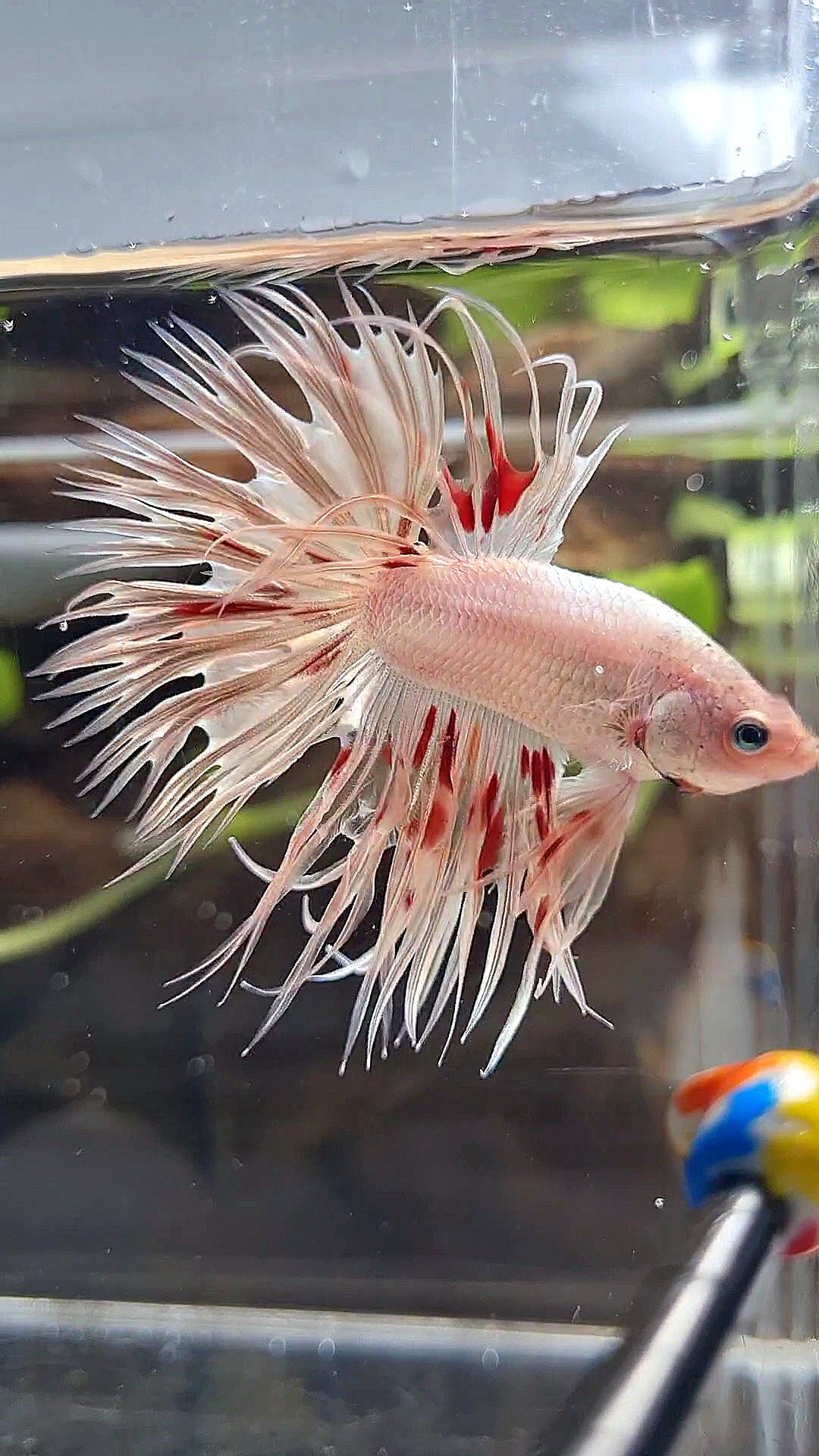 LUXURY CROWNTAIL GOLD ARMAGEDDON BETTA FISH