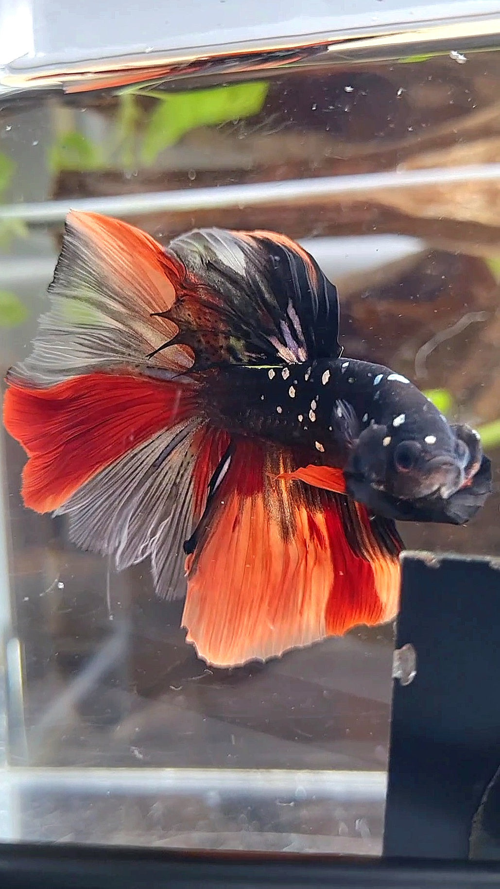 HALFMOON ROSETAIL BLACK GALAXY COPPER AVATAR NEMO BETTA FISH