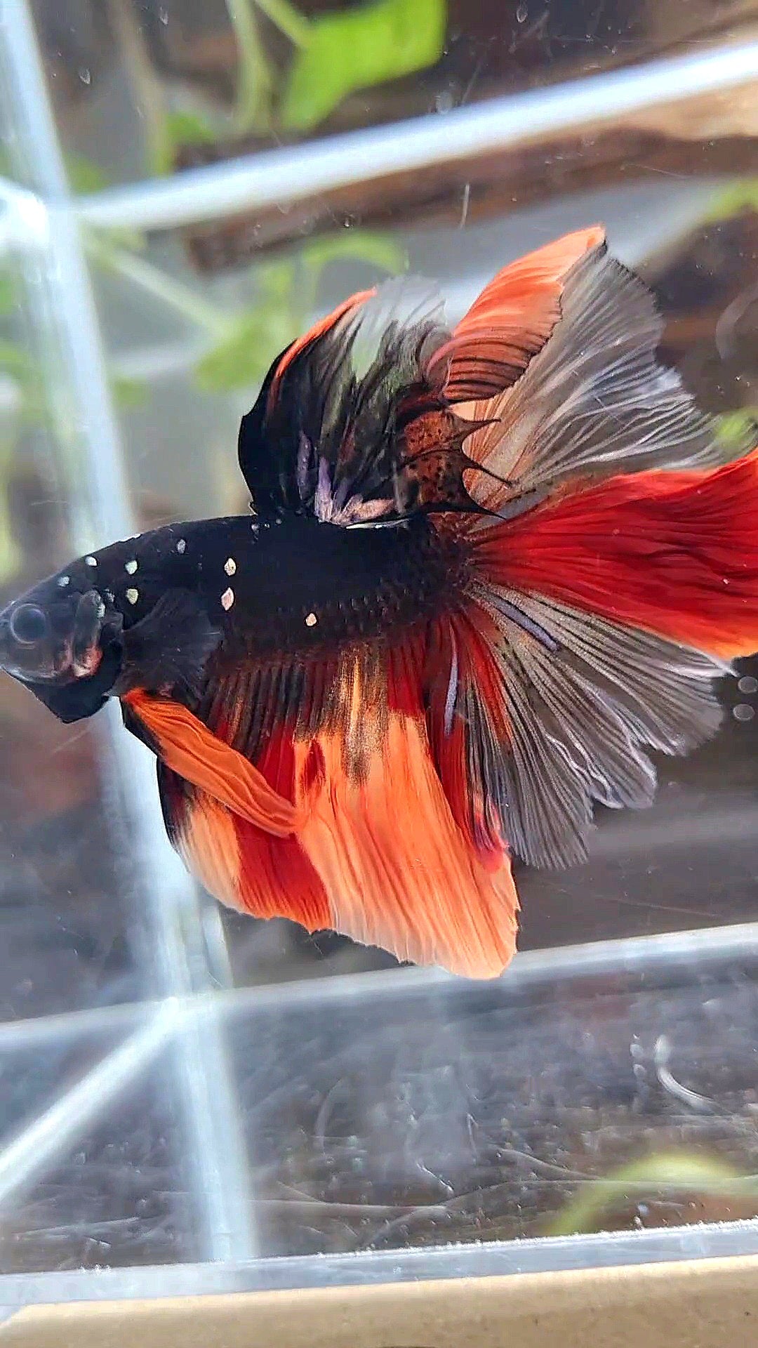 HALFMOON ROSETAIL BLACK GALAXY COPPER AVATAR NEMO BETTA FISH