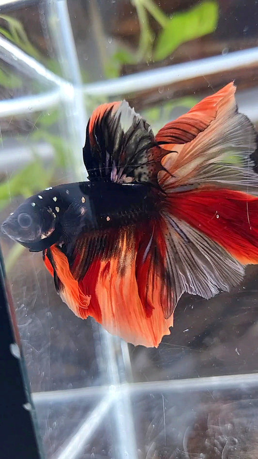 HALFMOON ROSETAIL BLACK GALAXY COPPER AVATAR NEMO BETTA FISH