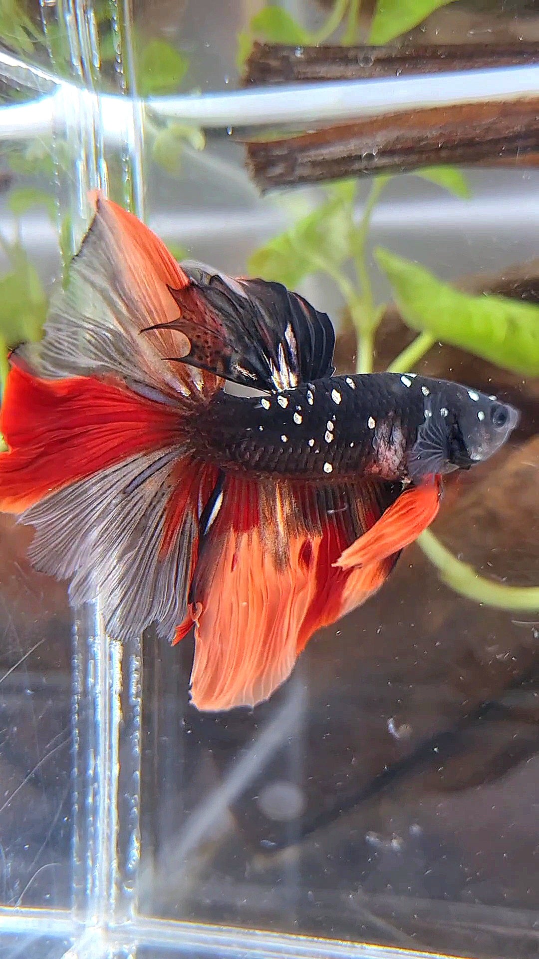 HALFMOON ROSETAIL BLACK GALAXY COPPER AVATAR NEMO BETTA FISH
