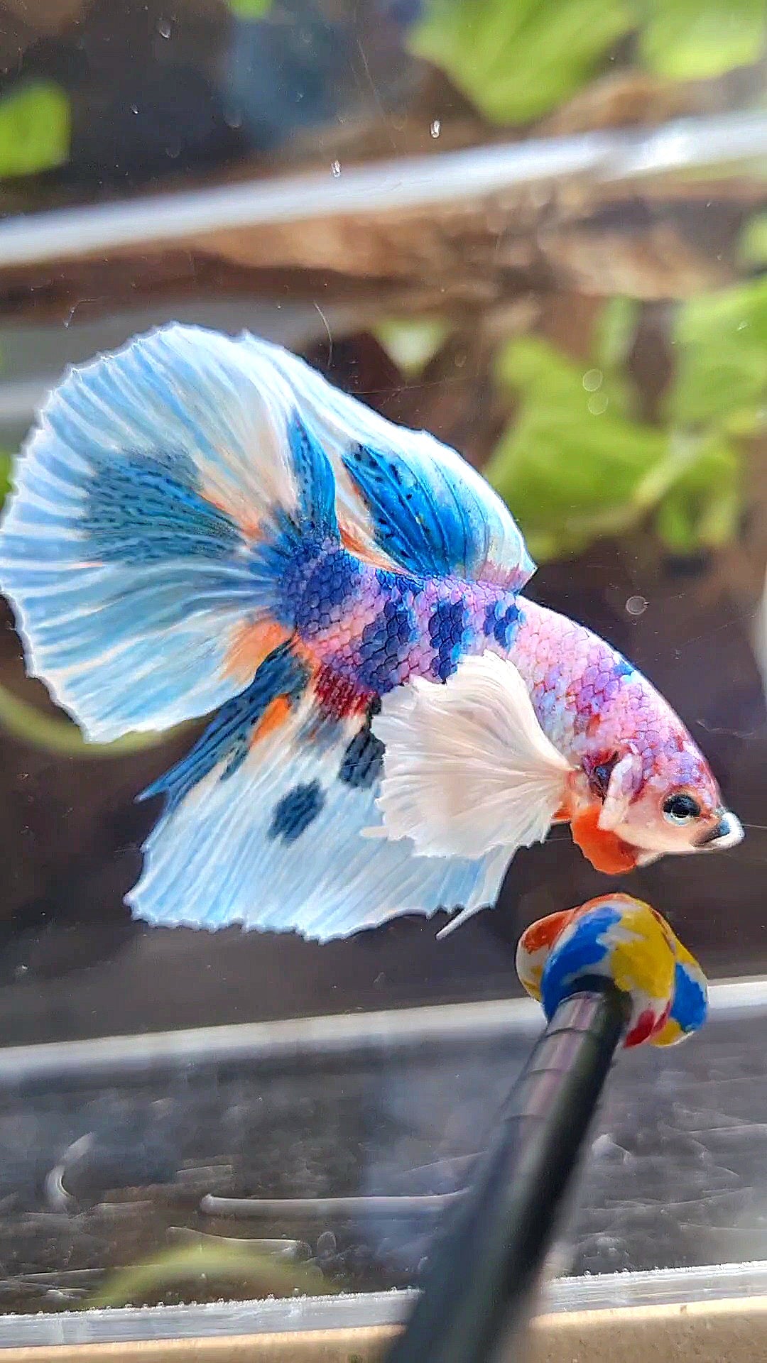 HALFMOON DUMBO EAR PURPLE CANDY BLUE MARBLE MULTICOLOR BETTA FISH