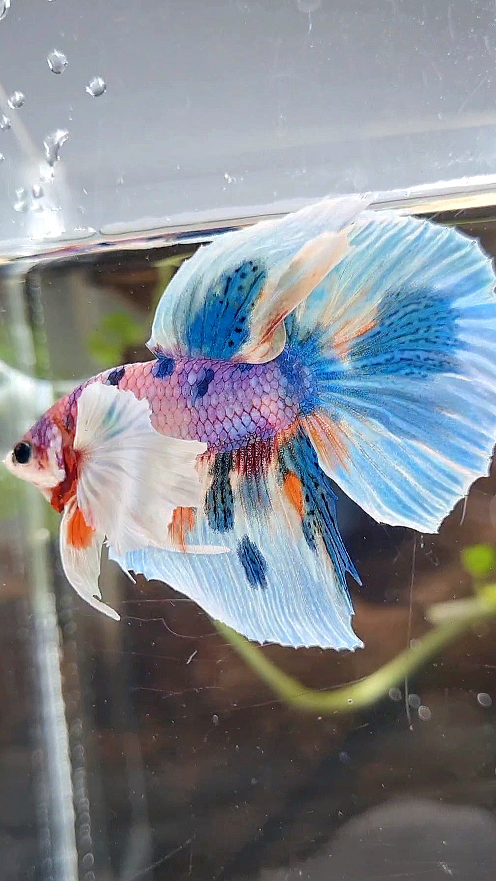 HALFMOON DUMBO EAR PURPLE CANDY BLUE MARBLE MULTICOLOR BETTA FISH
