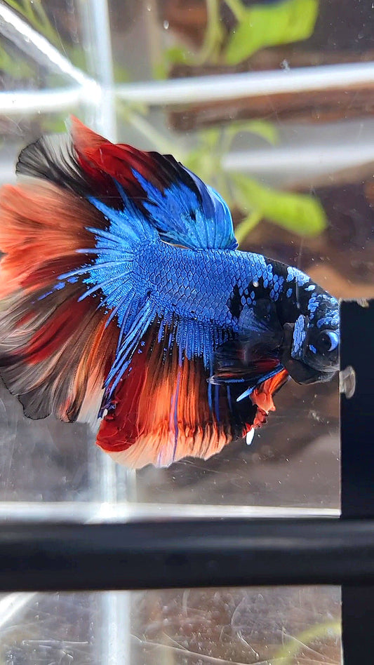 HALFMOON ROSETAIL BLUE BLACK NEMO AVATAR BETTA FISH