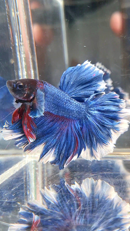 HALFMOON FEATHER TAIL BLUE BUTTERFLY BETTA FISH