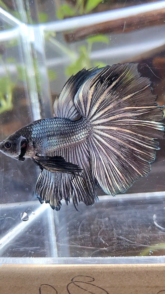 HALFMOON ROSETAIL COPPER DARK BETTA FISH