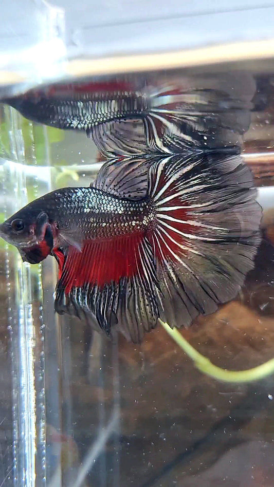 HALFMOON ROSETAIL BLACK COPPER RED BETTA FISH
