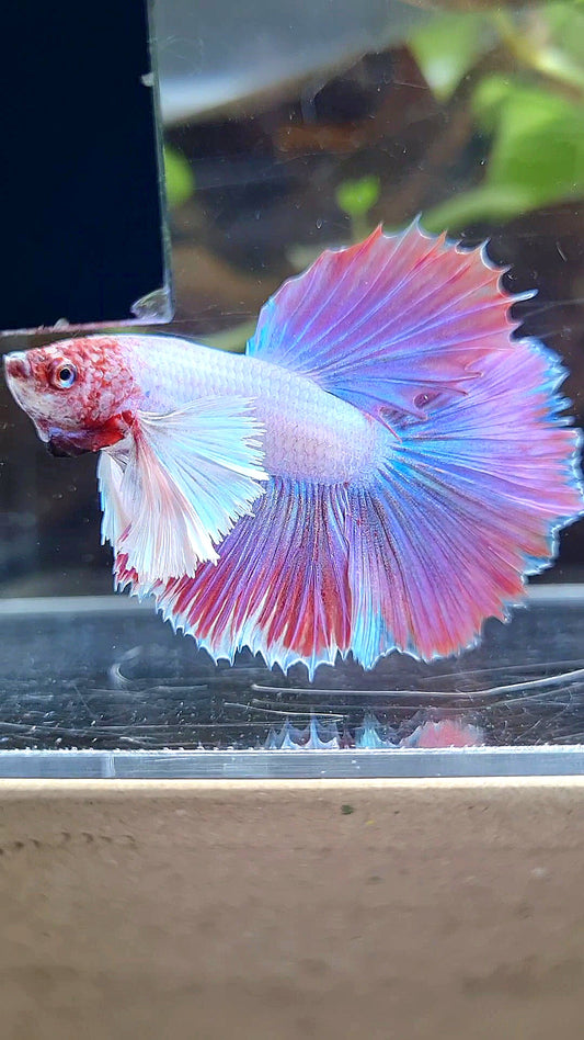 HALFMOON DUMBO EAR PINK UNICORN BETTA FISH