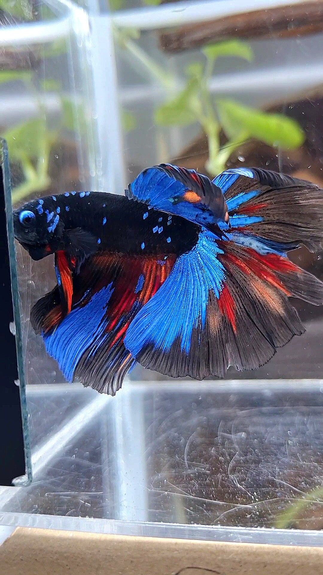 HALFMOON ROSETAIL BLACK GALAXY AVATAR VARIATION BETTA FISH