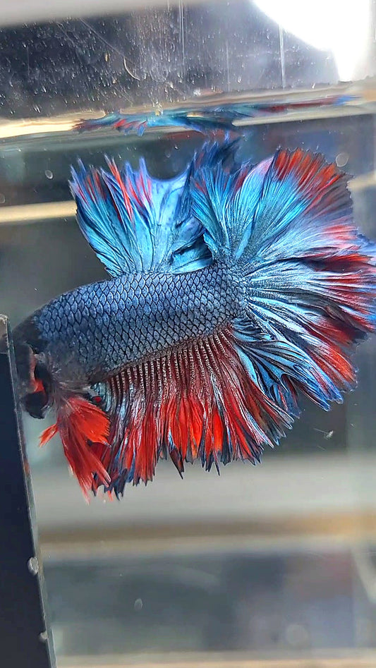 KING ROSETAIL HALFMOON BLUE RED BETTA FISH