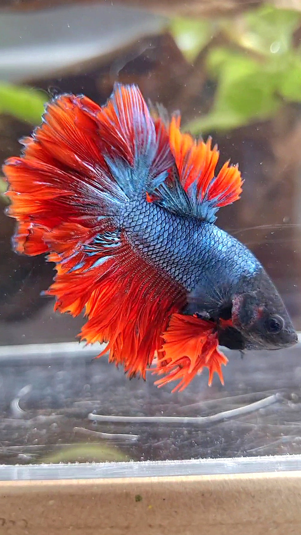 KING ROSETAIL HALFMOON DARK BLUE RED BETTA FISH