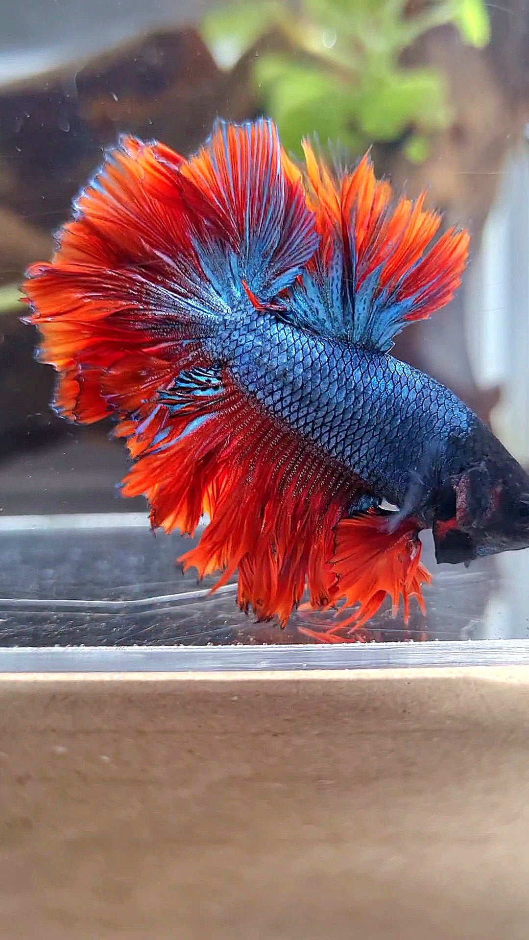 KING ROSETAIL HALFMOON DARK BLUE RED BETTA FISH