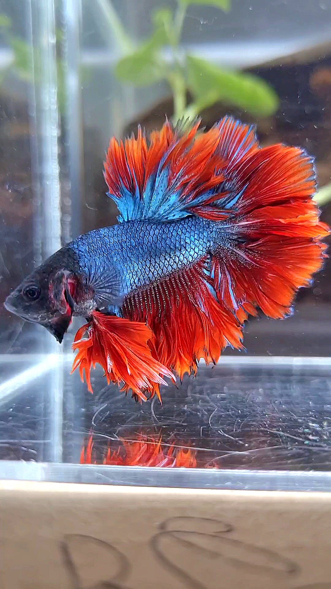 KING ROSETAIL HALFMOON DARK BLUE RED BETTA FISH