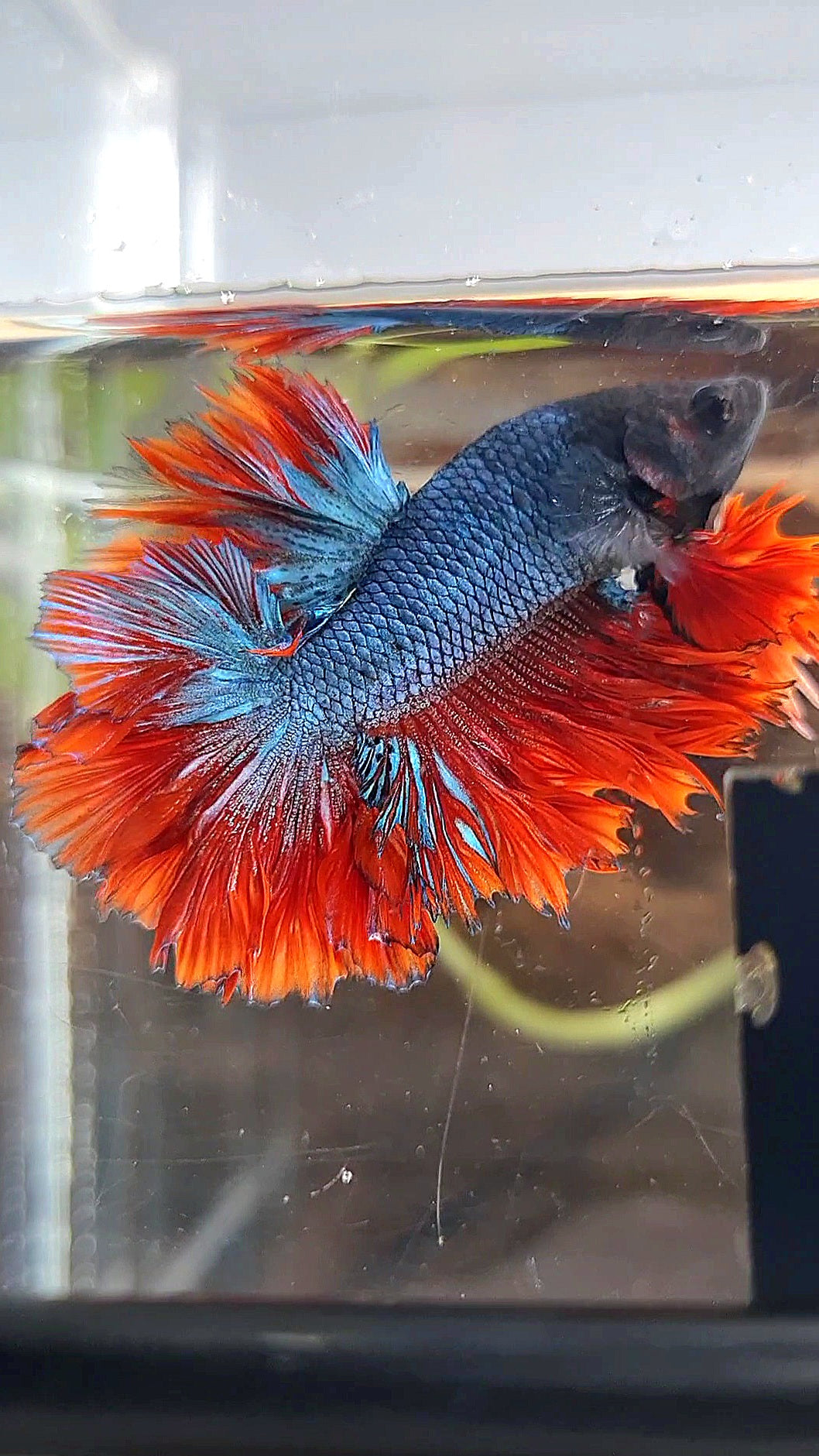 KING ROSETAIL HALFMOON DARK BLUE RED BETTA FISH