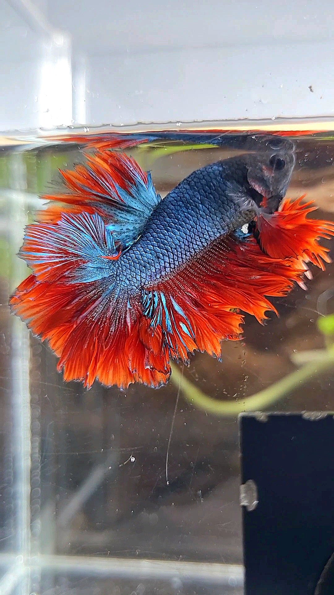 KING ROSETAIL HALFMOON DARK BLUE RED BETTA FISH