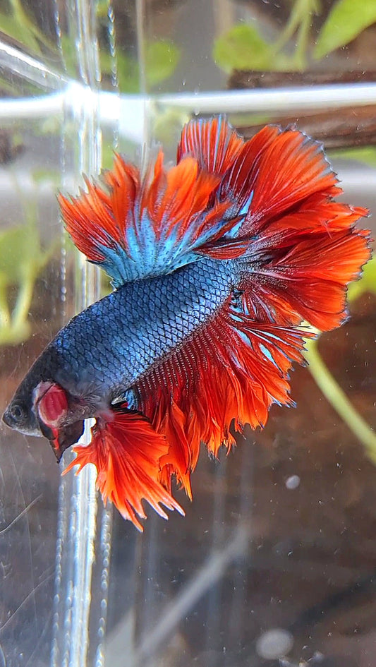 KING ROSETAIL HALFMOON DARK BLUE RED BETTA FISH