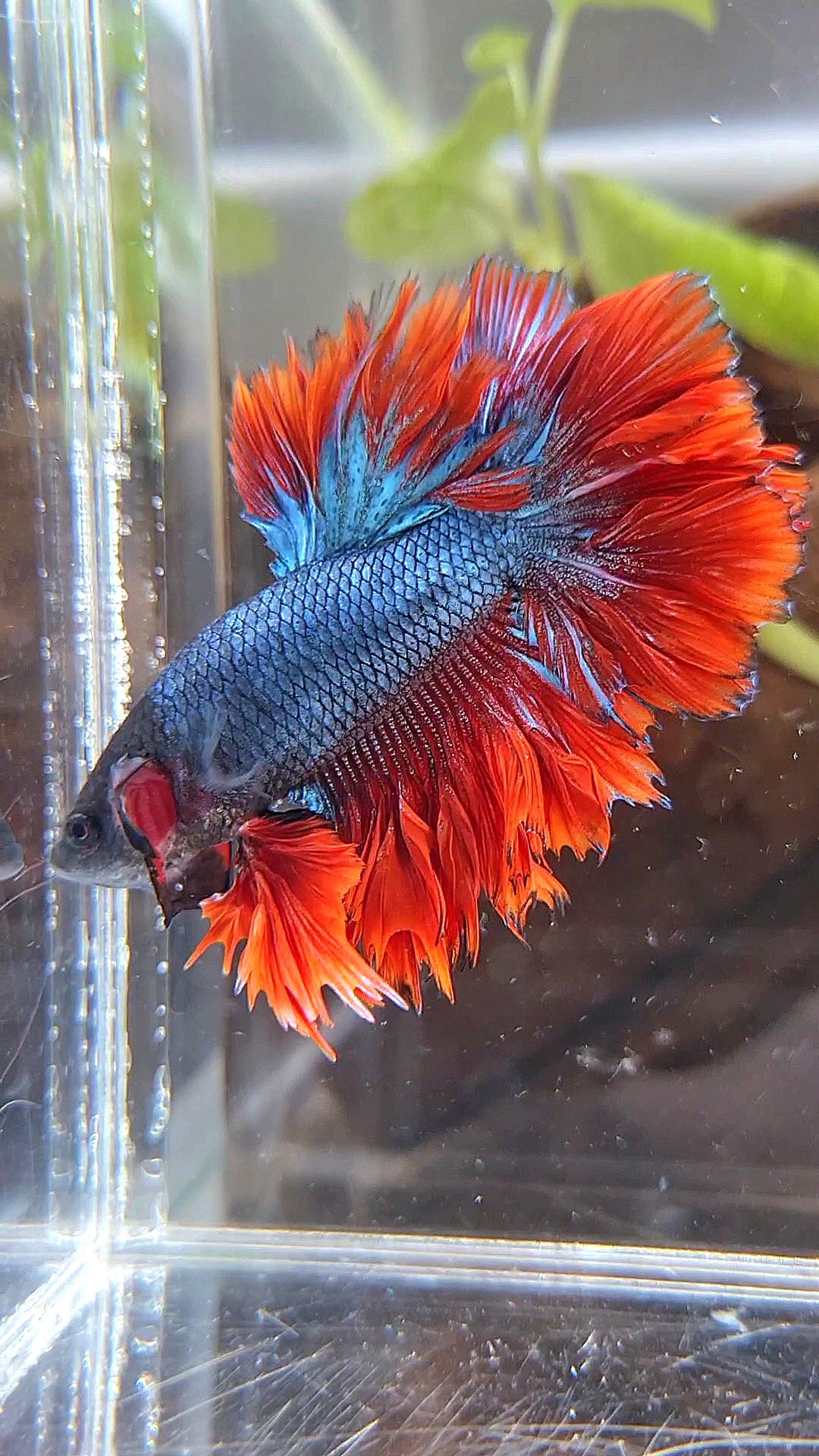 KING ROSETAIL HALFMOON DARK BLUE RED BETTA FISH