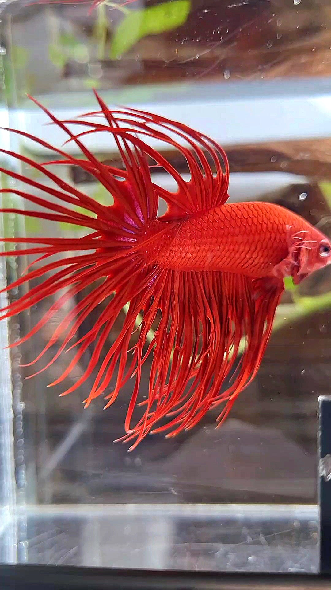 XL CROWNTAIL SUPER RED BETTA FISH