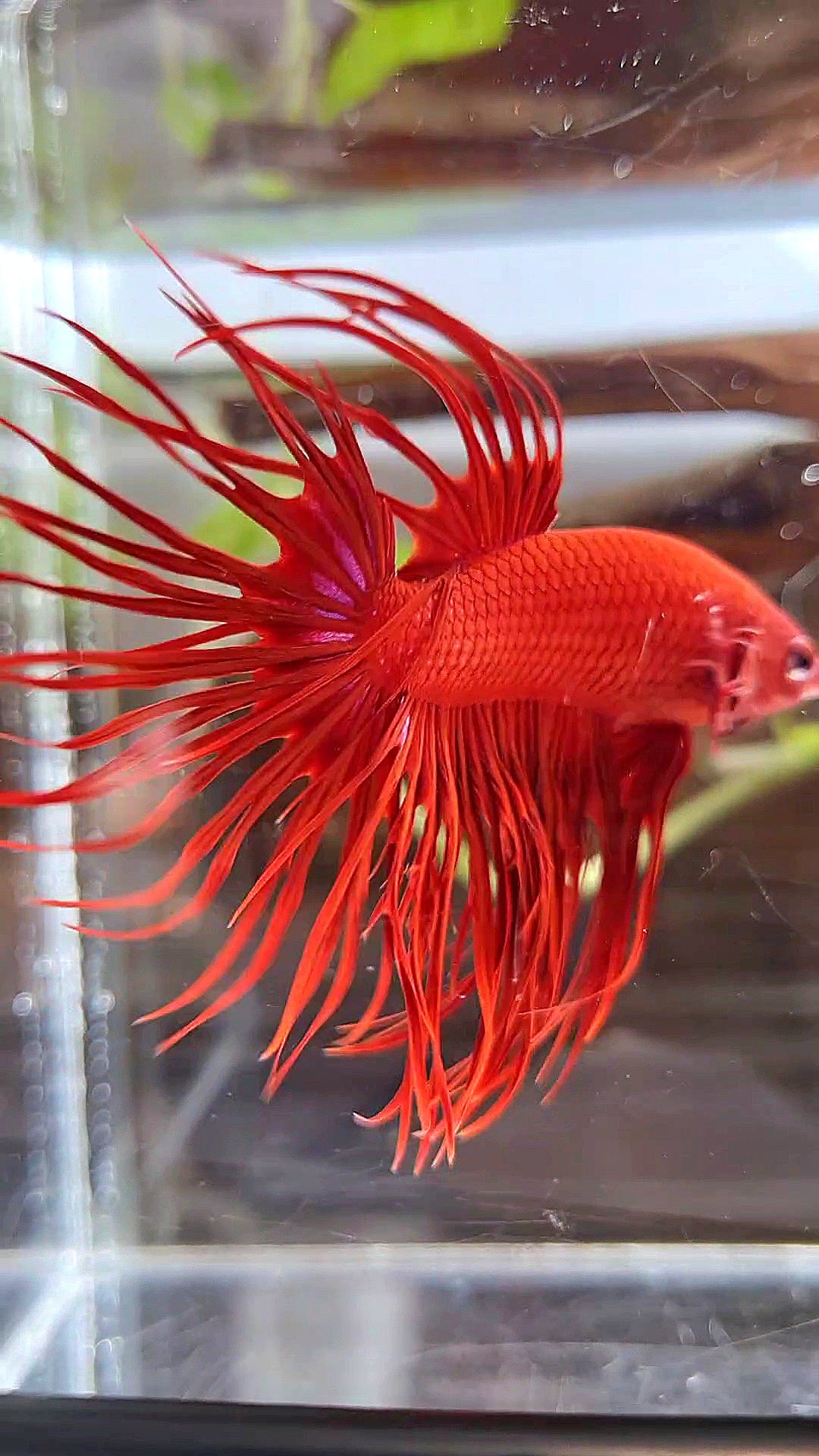 XL CROWNTAIL SUPER RED BETTA FISH