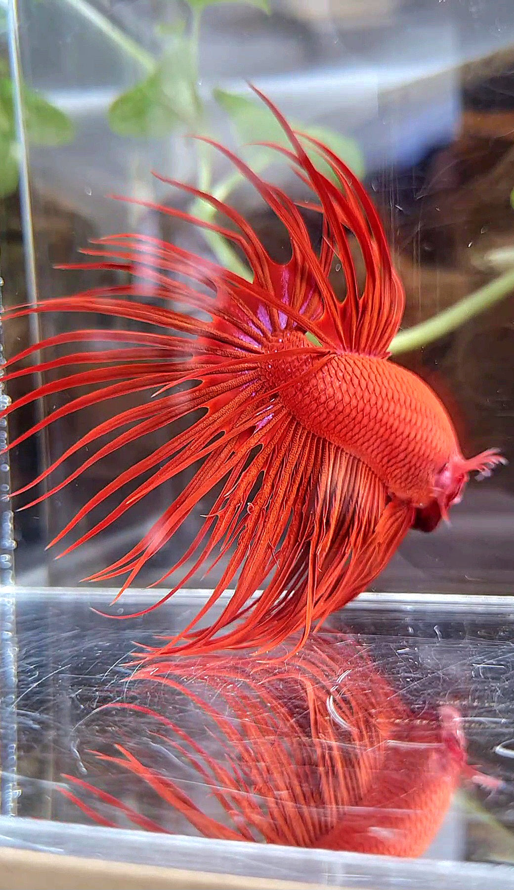 XL CROWNTAIL SUPER RED BETTA FISH