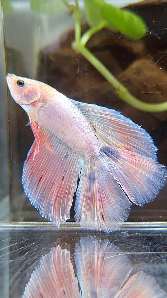 HALFMOON DOUBLE TAIL PINK FLAMINGGO BETTA FISH