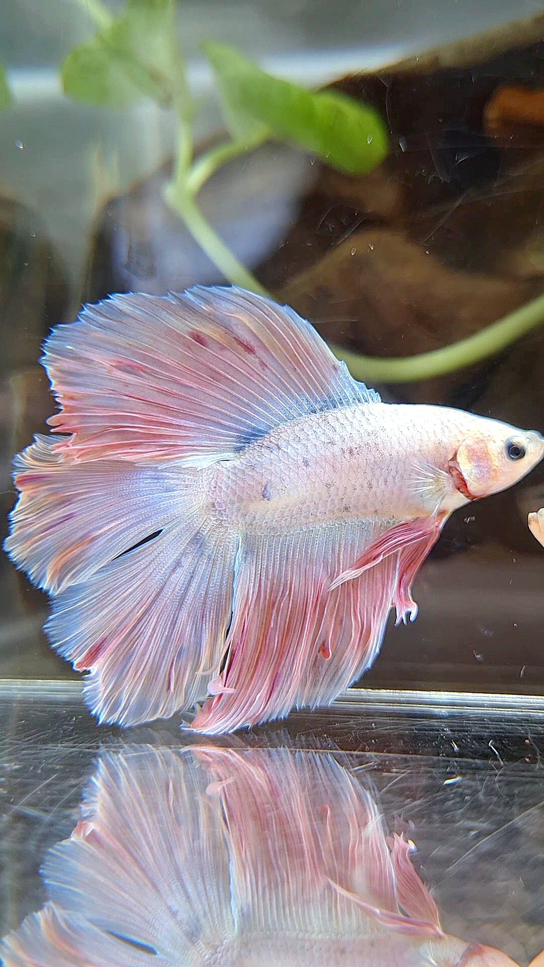 HALFMOON DOUBLE TAIL PINK BETTA FISH