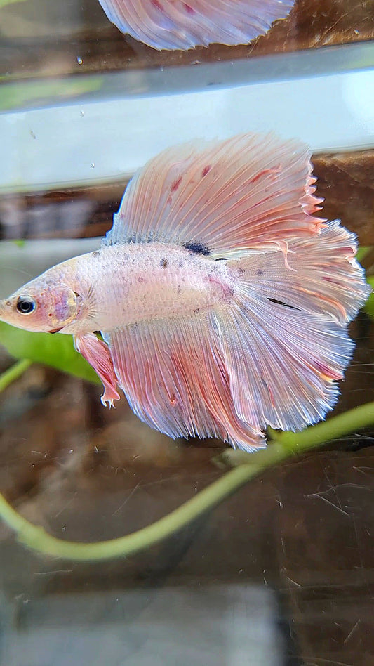 HALFMOON DOUBLE TAIL PINK BETTA FISH