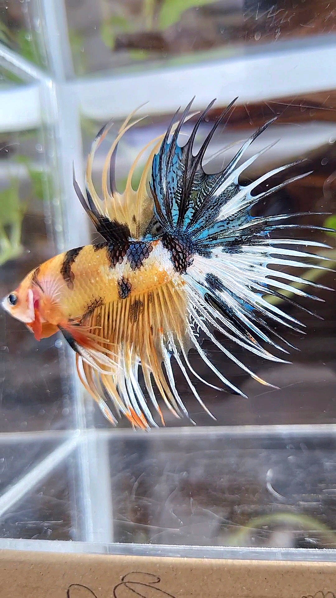 CROWNTAIL YELLOW KOI TIGER MULTICOLOR BETTA FISH