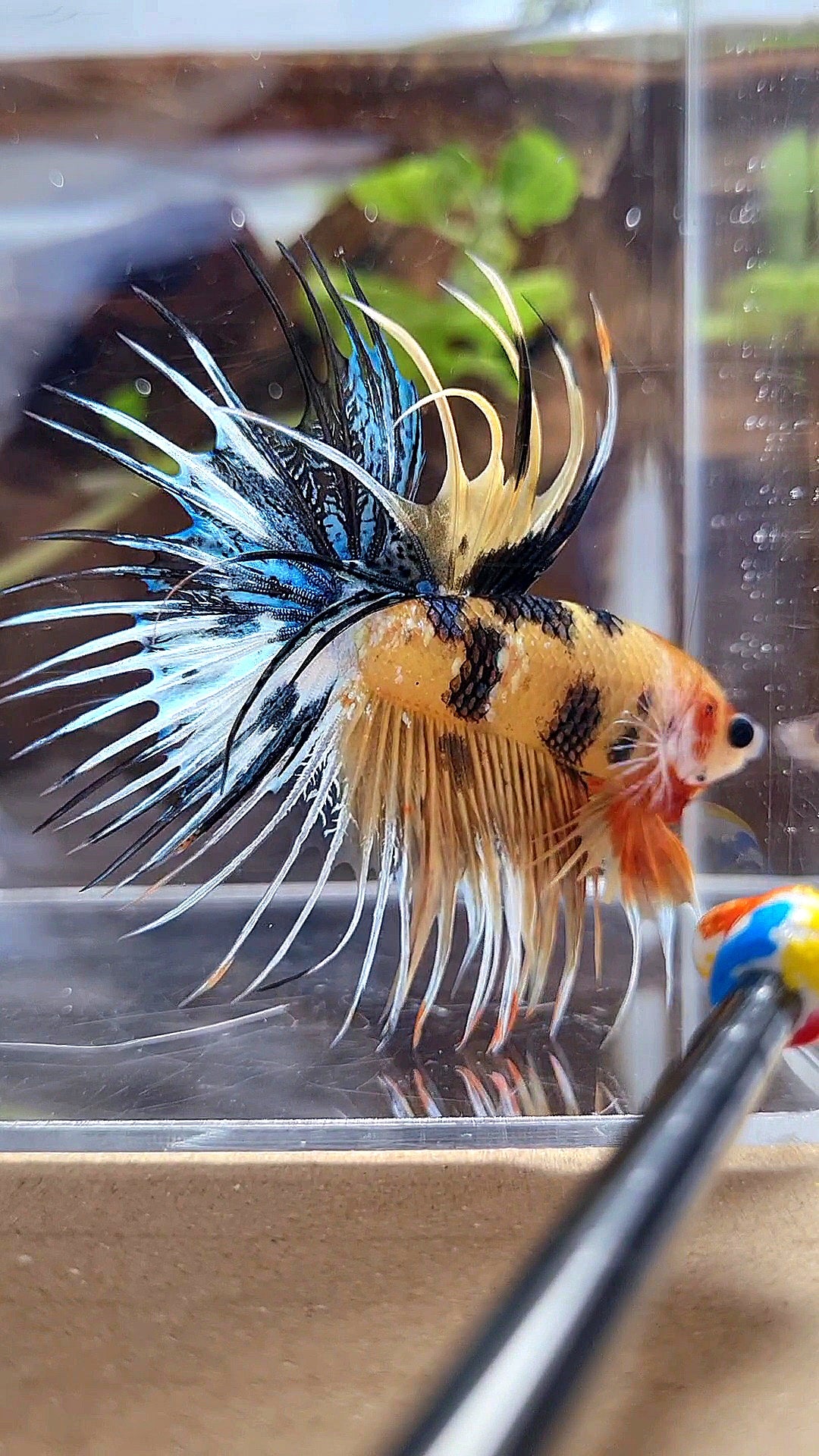 CROWNTAIL YELLOW KOI TIGER MULTICOLOR BETTA FISH