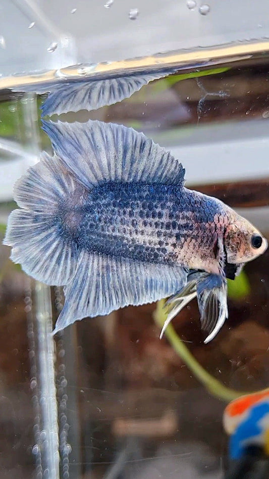 PLAKAT DOUBLE TAIL BLUE GRIZZLE BETTA FISH