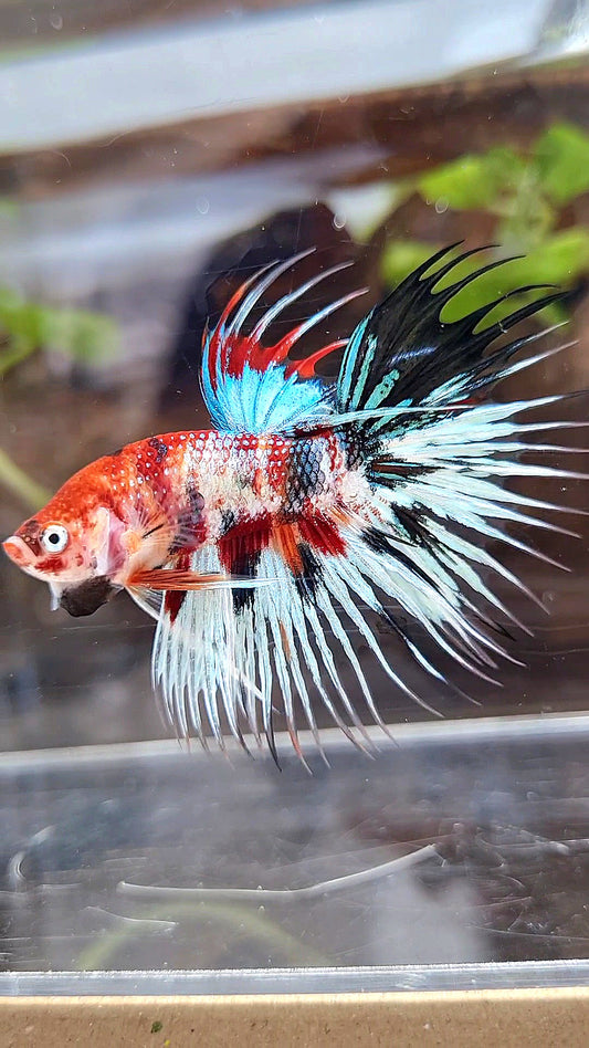 CROWNTAIL METTALIC MULTICOLOR BETTA FISH