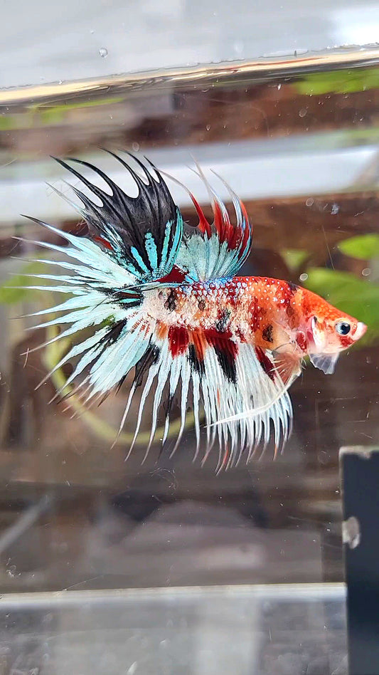 CROWNTAIL METTALIC MULTICOLOR BETTA FISH