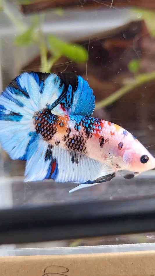 PLAKAT WHITE METTALIC MULTICOLOR BETTA FISH