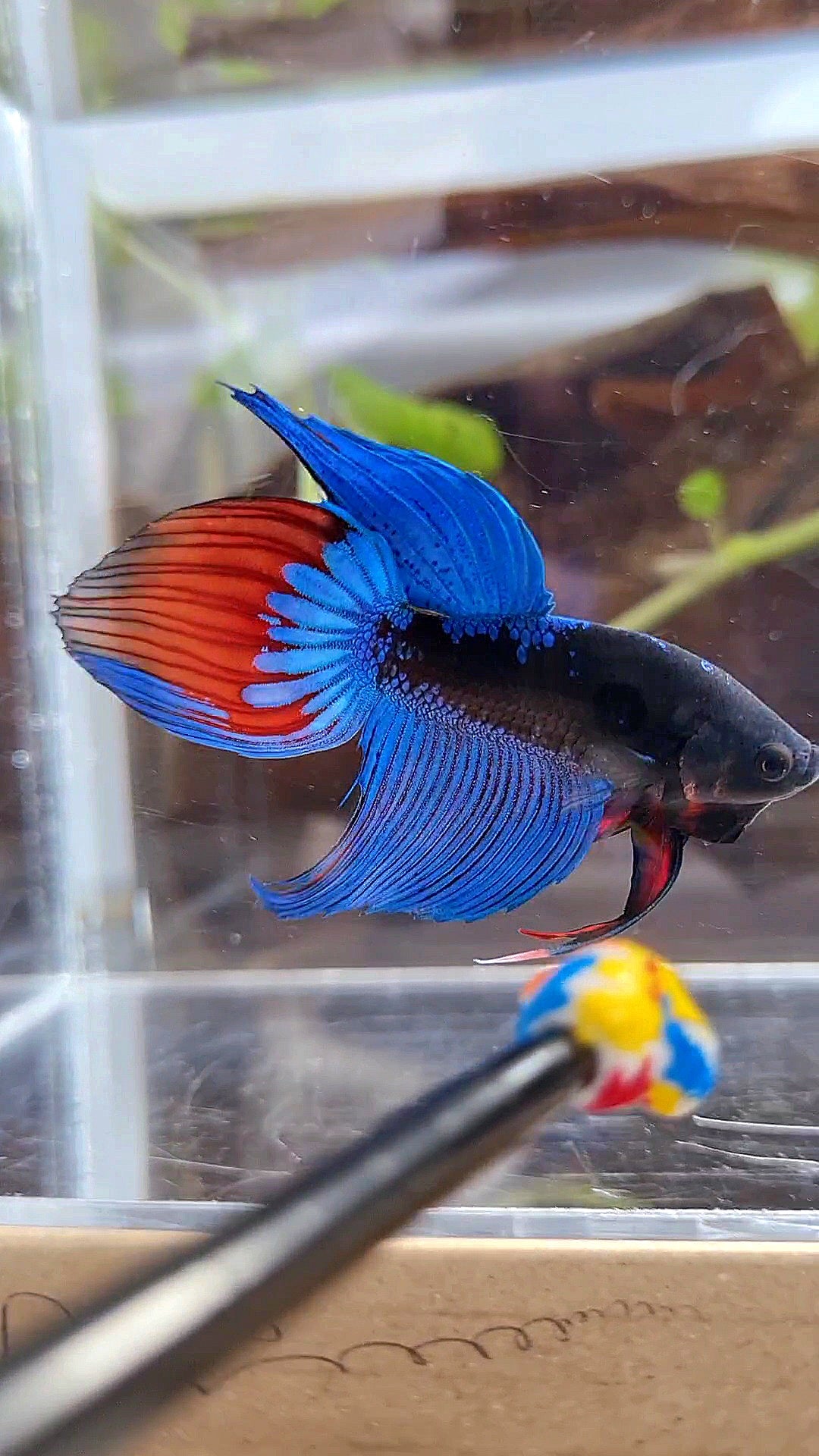 VEILTAIL BLACK SAPPHIRE AVATAR BUE BETTA FISH