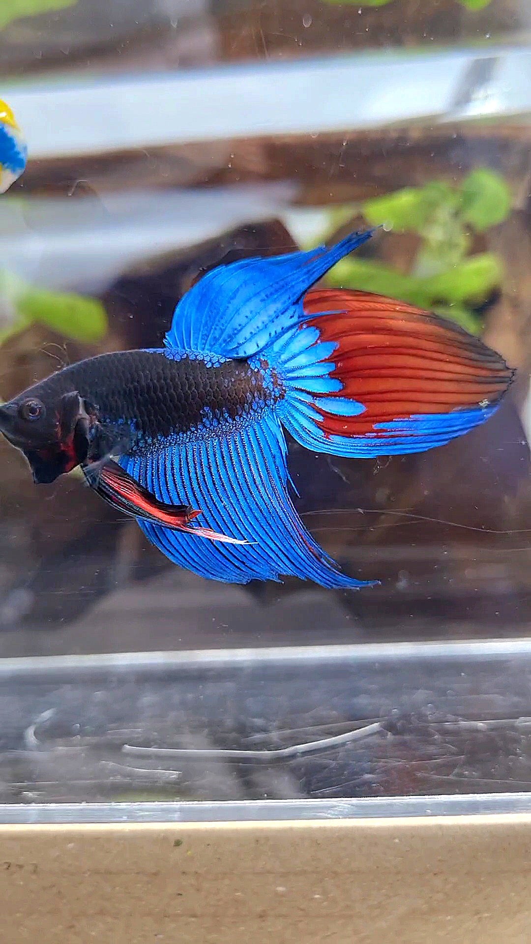 VEILTAIL BLACK SAPPHIRE AVATAR BUE BETTA FISH