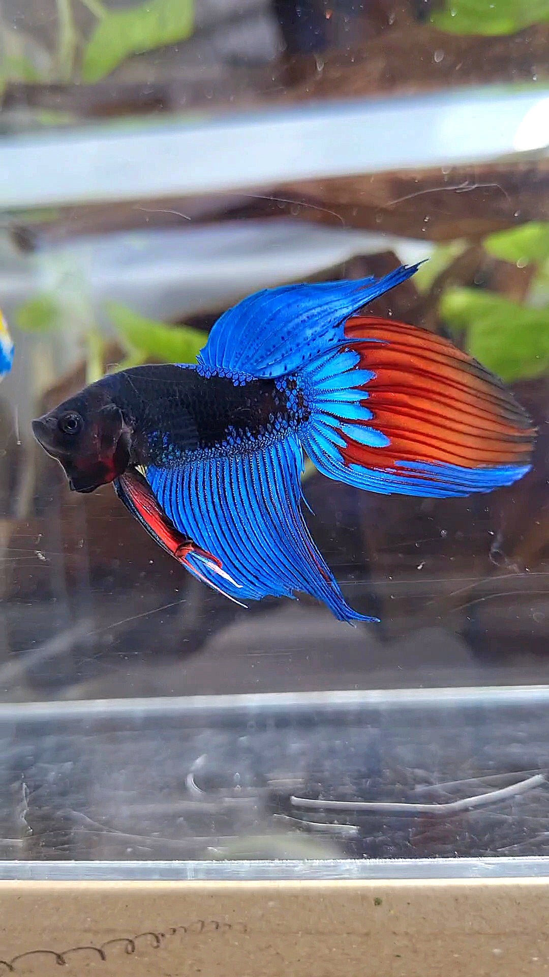 VEILTAIL BLACK SAPPHIRE AVATAR BUE BETTA FISH