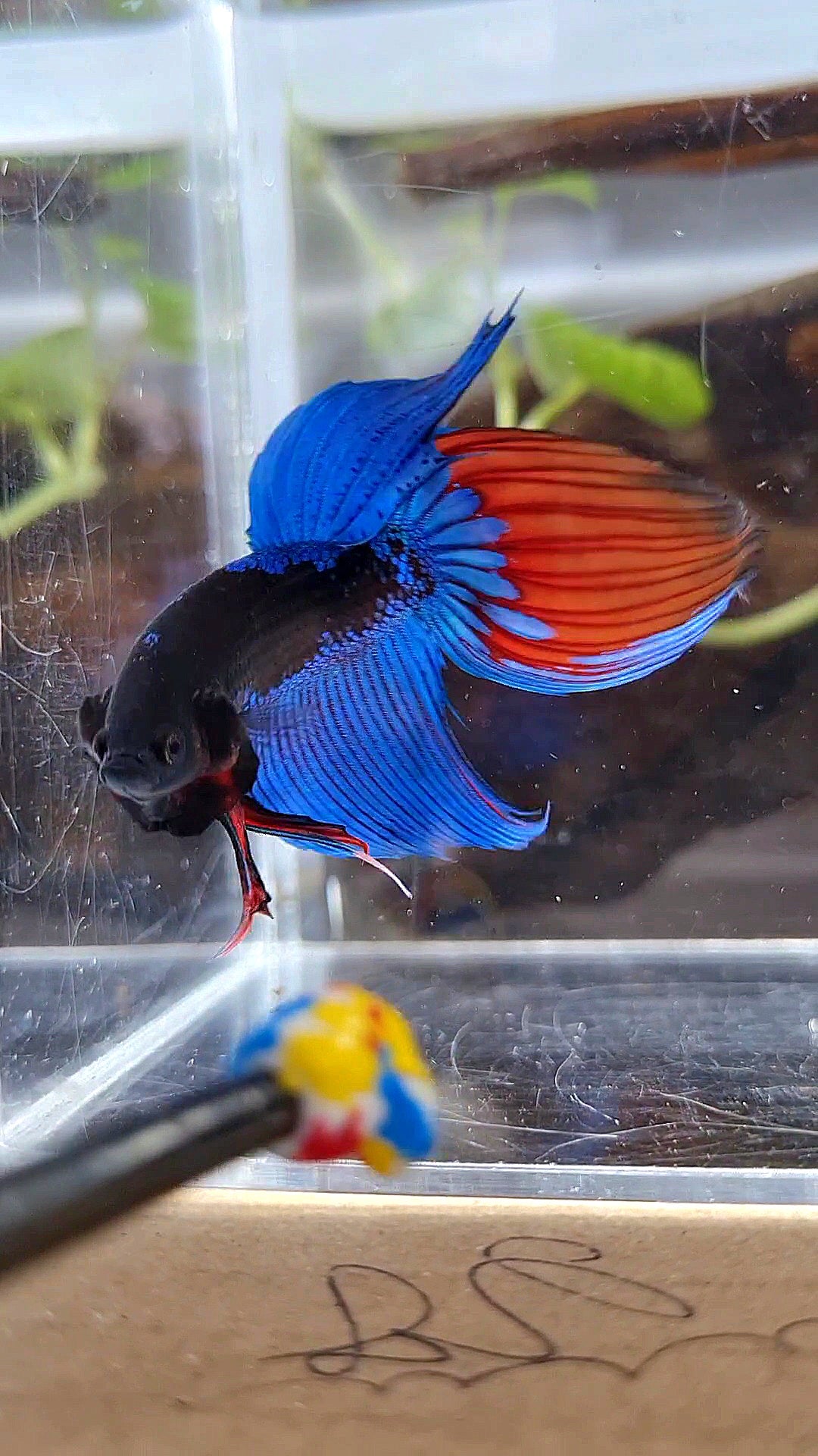 VEILTAIL BLACK SAPPHIRE AVATAR BUE BETTA FISH