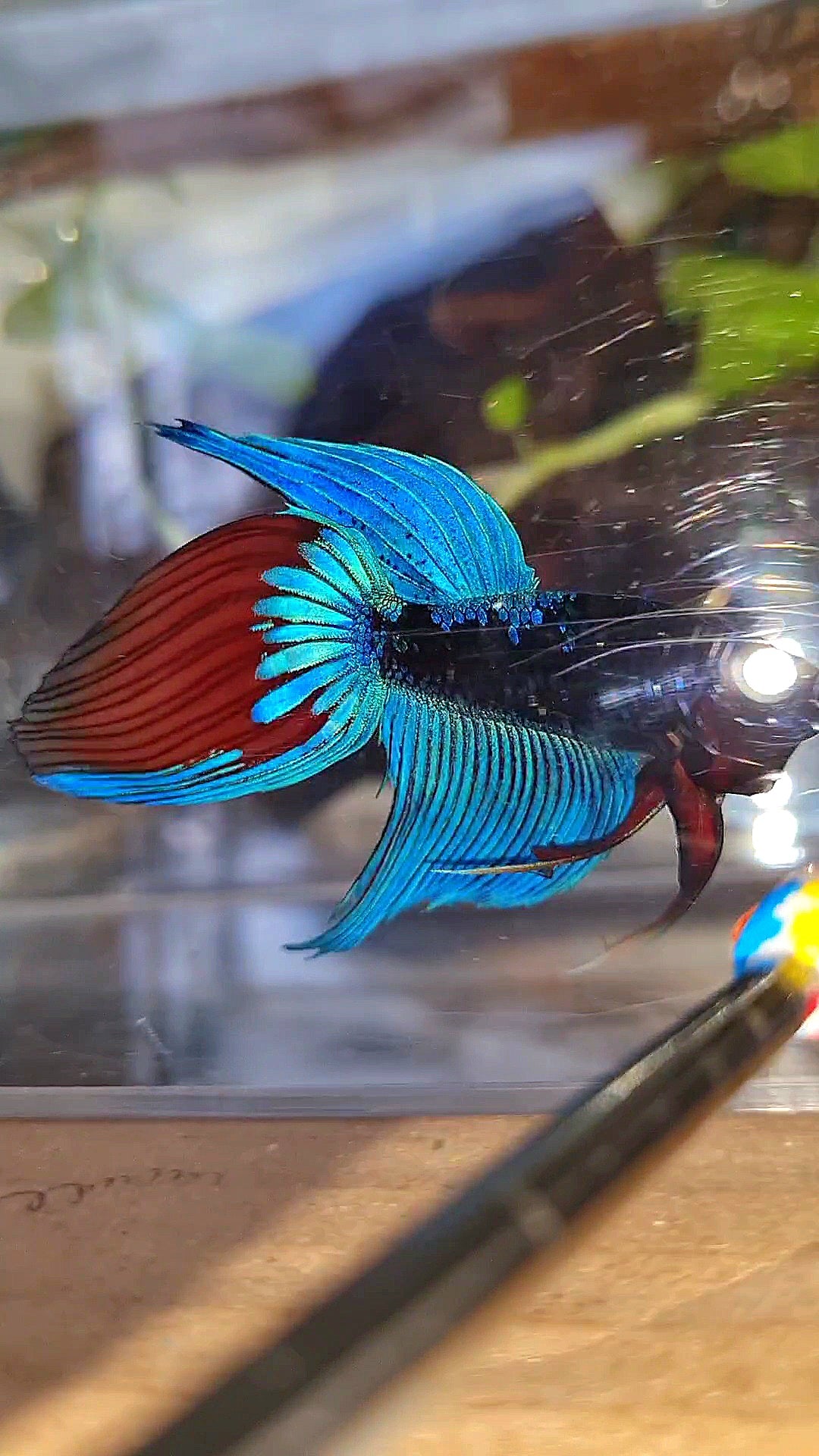 VEILTAIL BLACK SAPPHIRE AVATAR BUE BETTA FISH