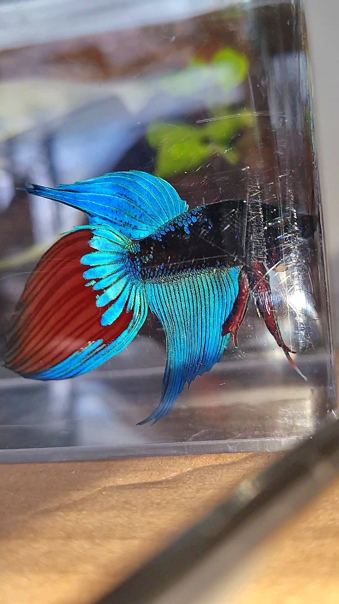 VEILTAIL BLACK SAPPHIRE AVATAR BUE BETTA FISH
