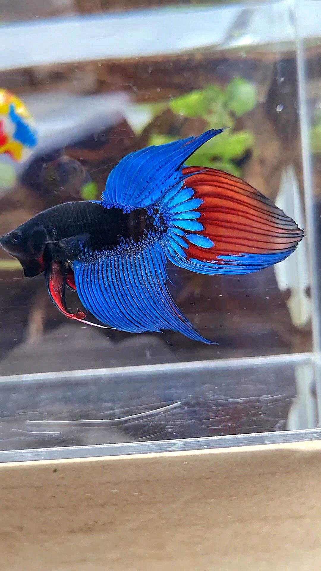 VEILTAIL BLACK SAPPHIRE AVATAR BUE BETTA FISH