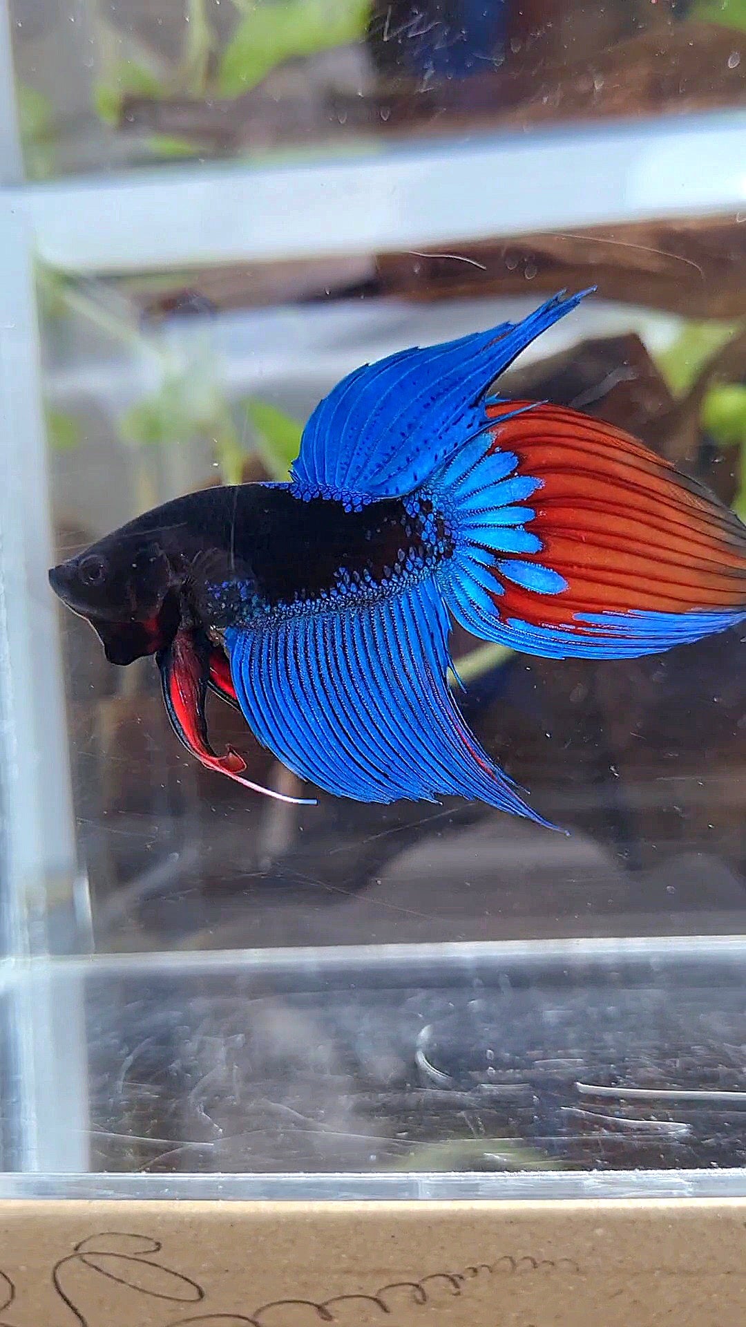 VEILTAIL BLACK SAPPHIRE AVATAR BUE BETTA FISH