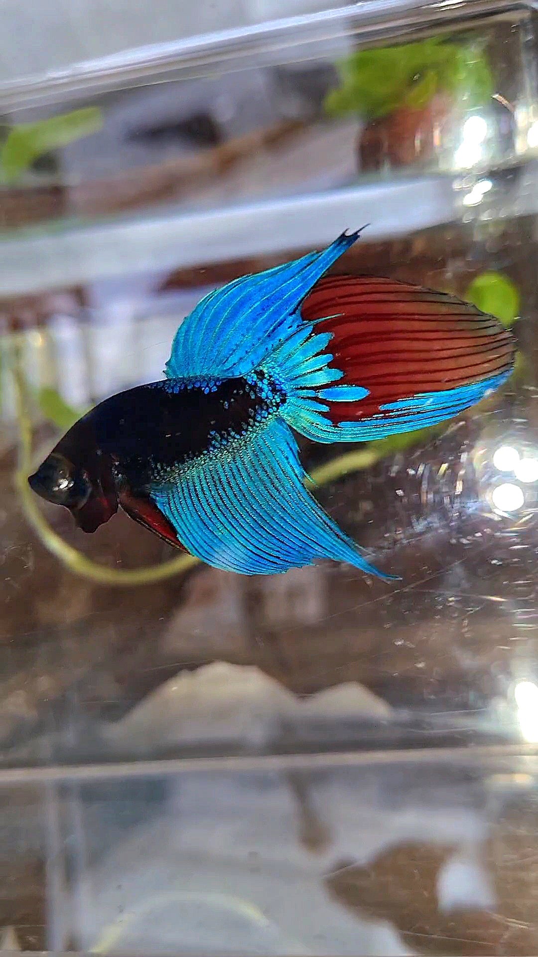 VEILTAIL BLACK SAPPHIRE AVATAR BUE BETTA FISH