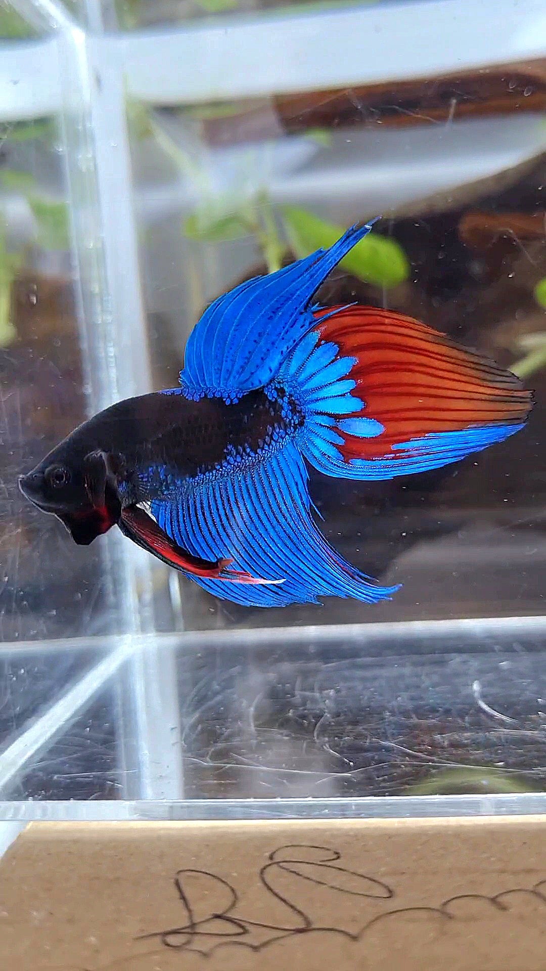 VEILTAIL BLACK SAPPHIRE AVATAR BUE BETTA FISH