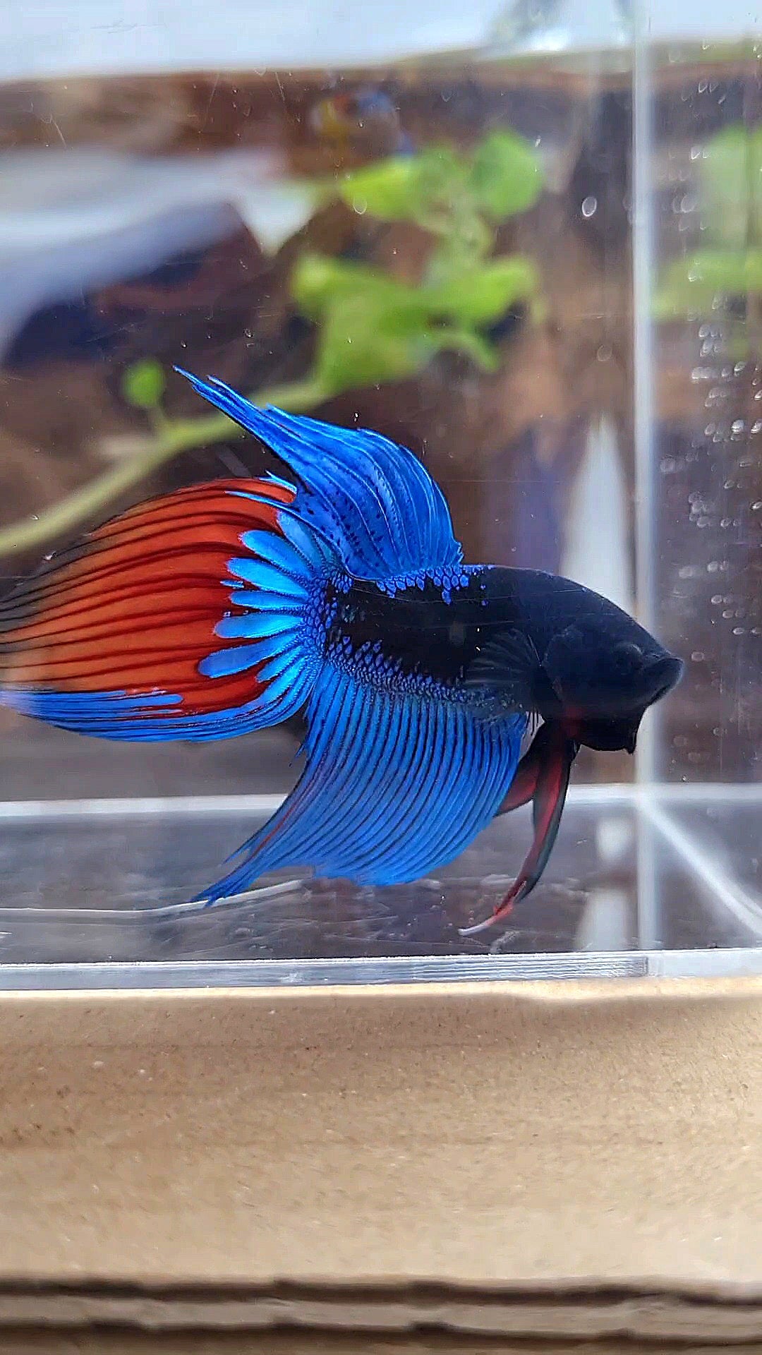 VEILTAIL BLACK SAPPHIRE AVATAR BUE BETTA FISH