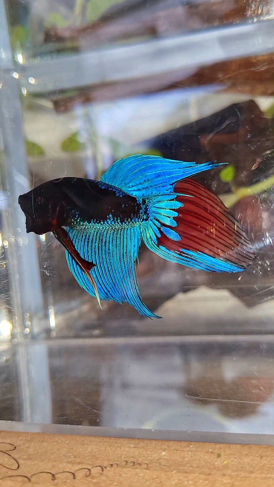 VEILTAIL BLACK SAPPHIRE AVATAR BUE BETTA FISH