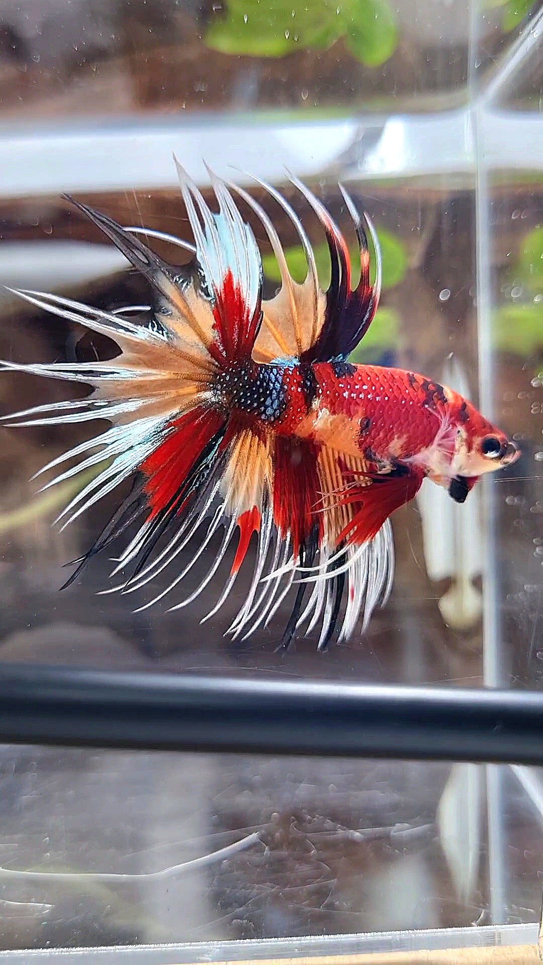 CROWNTAIL ORANGE RED MULTICOLOR METTALIC BETTA FISH