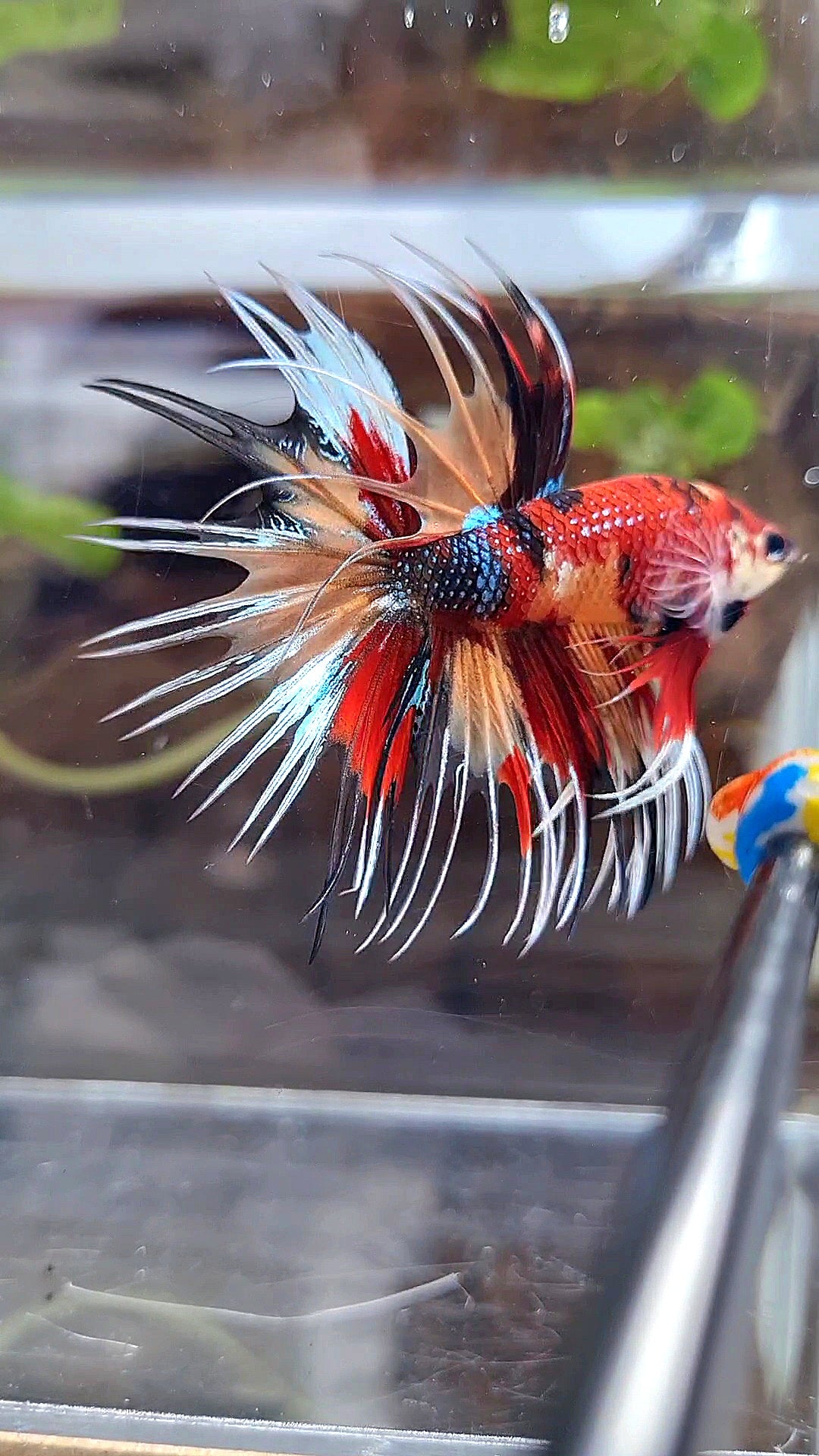 CROWNTAIL ORANGE RED MULTICOLOR METTALIC BETTA FISH