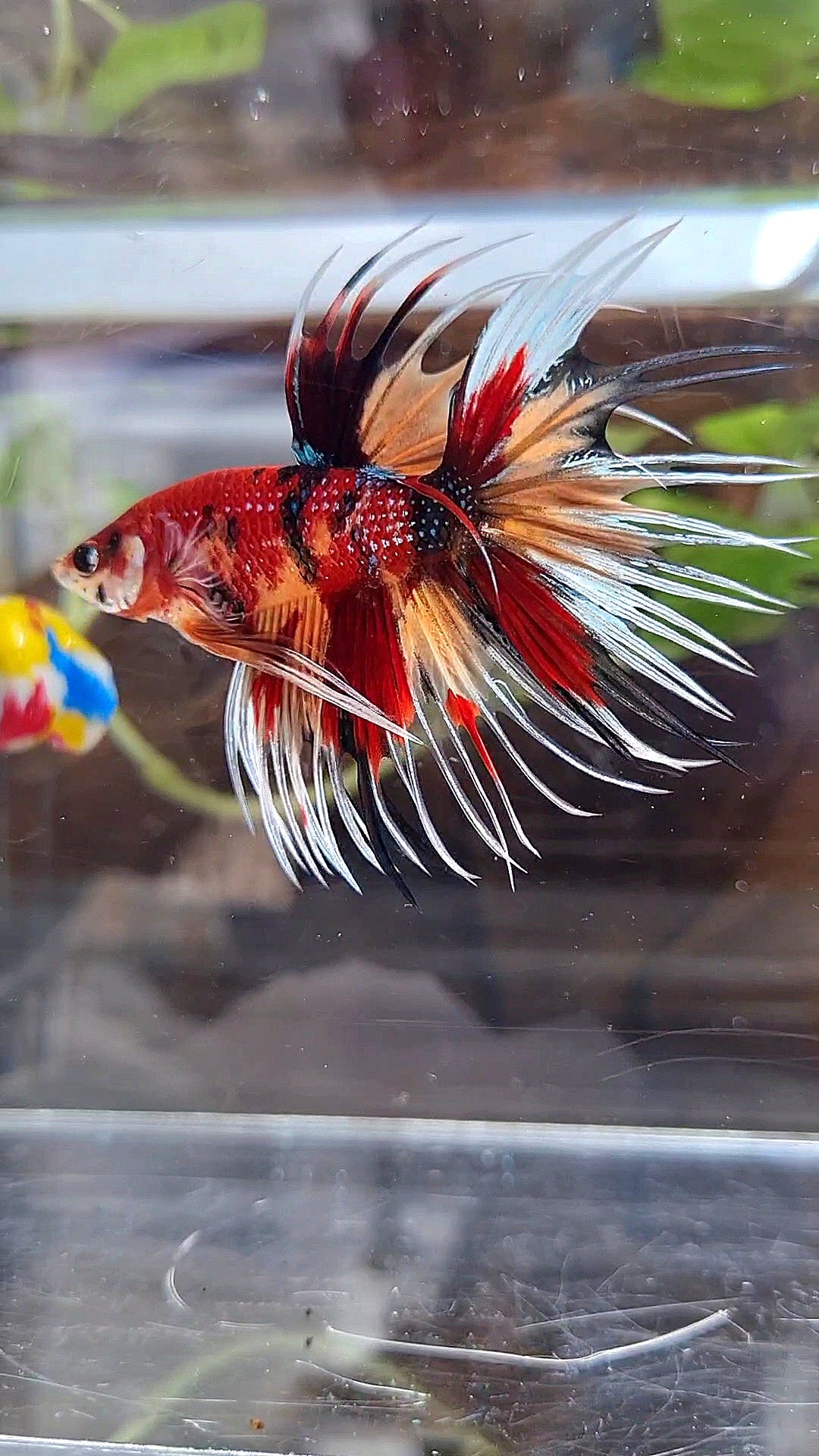 CROWNTAIL ORANGE RED MULTICOLOR METTALIC BETTA FISH